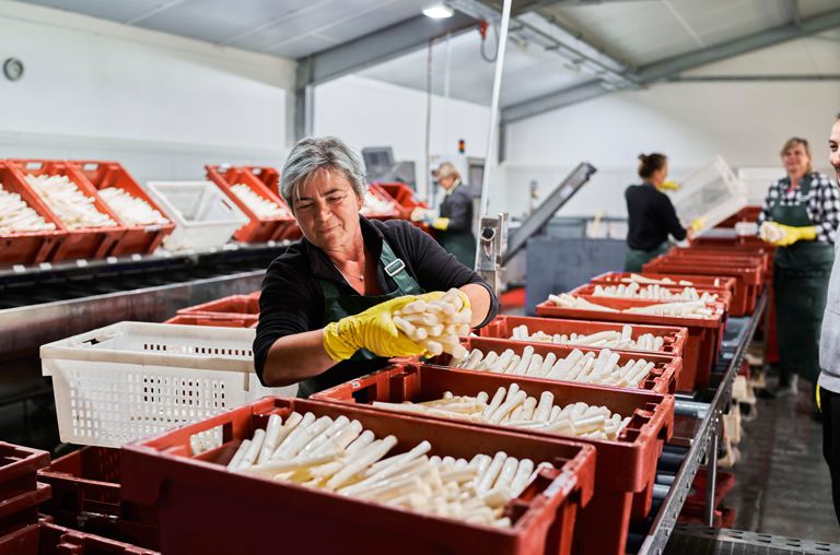 Eine Mitarbeiterin des Spargelhofes Toppheide bei der Sortierung des frisch gestochenen Spargels