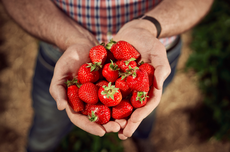 Dellbrügge: Aus Liebe zu Erdbeeren