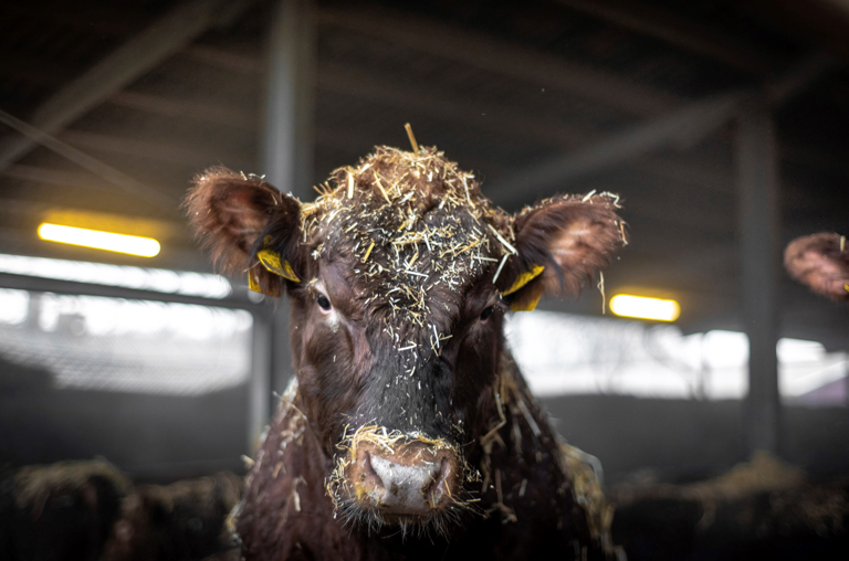 Angus-Bulle im Strohstall