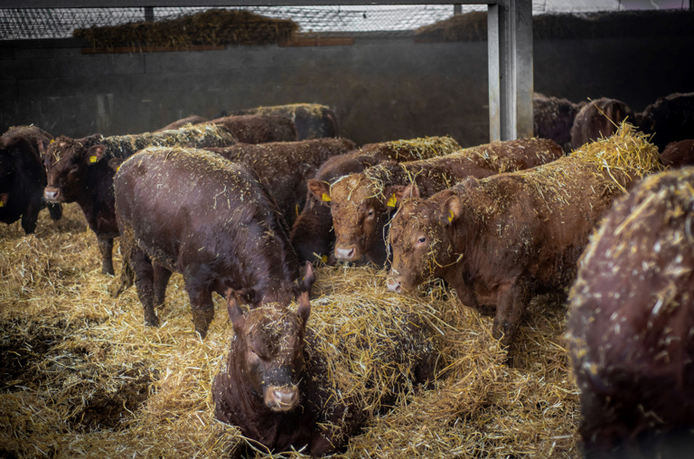 Die Angus-Rinder leben im Strohstall und haben mehr Platz als in der konventionellen Haltung.