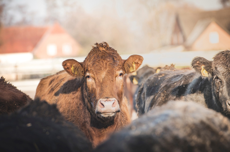 Viel Freiraum und frische lUft für die Rinder