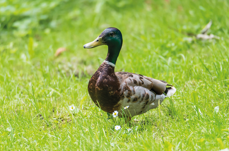 Edle Alternative zur Weihnachtsgans: Ente