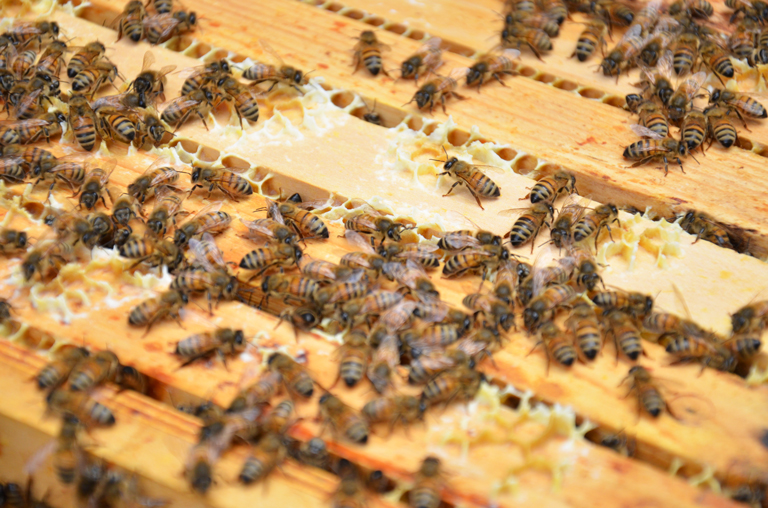 Bienen bei der Arbeit in Bad Essen