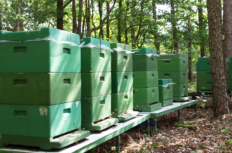 Bienenvöler Imkergenossenschaft Teutoburger Wald im Wald