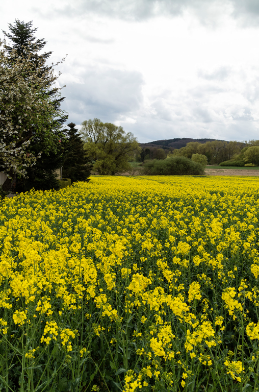 Rapsfeld vom Vertragslandwirt der Teutoburger Ölmühle