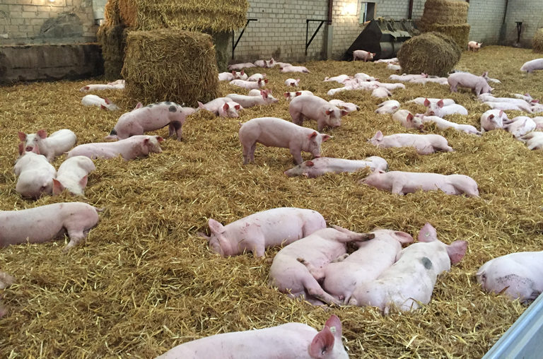 Die Schweine leben auf Stroh und artgerecht in großen Gruppen.