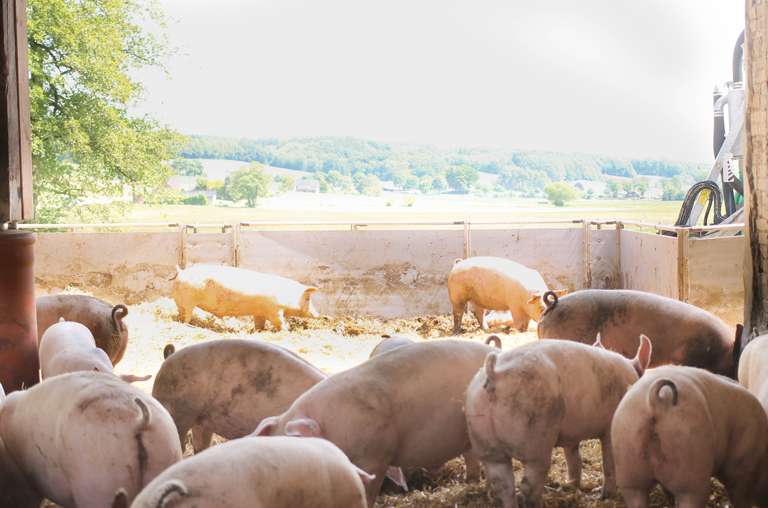 Die Schweine haben im Aktivstall natürlich Auslauf ins Freie.