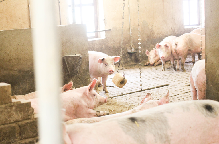 Die glücksatt-Schweine haben viele Spielmöglichkeiten in den Ställen.