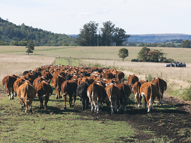 Ojo de Agua – Rindfleisch einem Naturwunder gleich