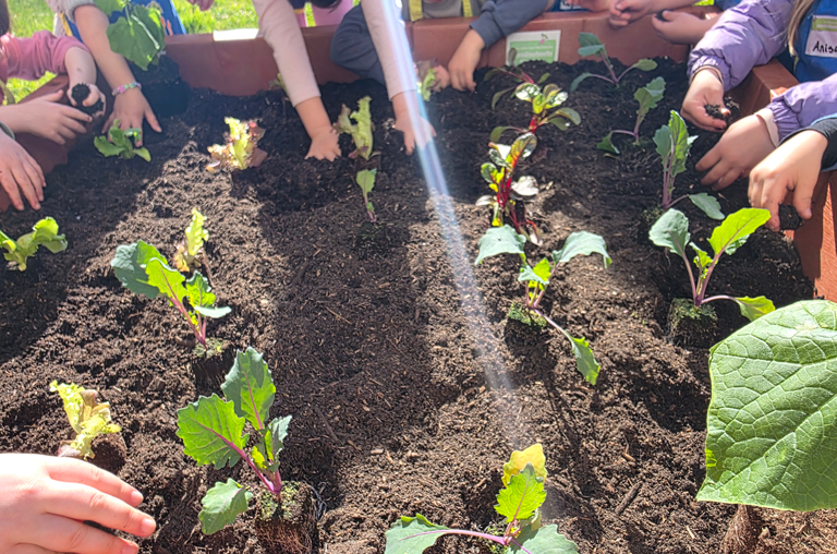 Gemüsebeete für Kids 2026 EDEKA Kutsche im Kindergarten Hl. Familie in Voxtrup