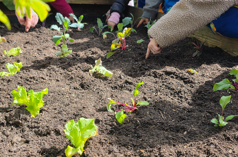 Gemüsebeete für Kids 2026 EDEKA Kutsche im Kindergarten Hl. Familie in Voxtrup