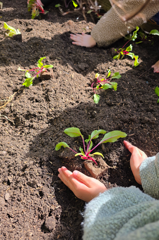 Gemüsebeete für Kids 2026 EDEKA Kutsche im Kindergarten Hl. Familie in Voxtrup