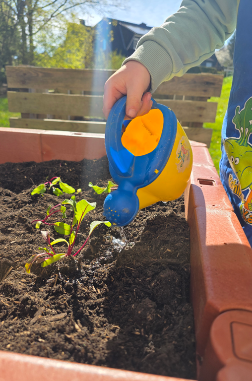 Gemüsebeete für Kids 2026 EDEKA Kutsche im Kindergarten Hl. Familie in Voxtrup