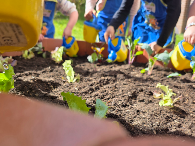 Ab ins Beet mit dem „jungen Gemüse“
